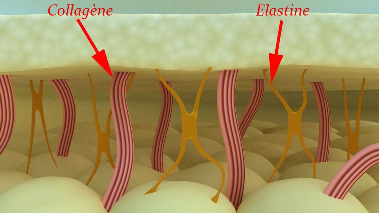 Colágeno y elastina proteínas estructurales de la piel. 